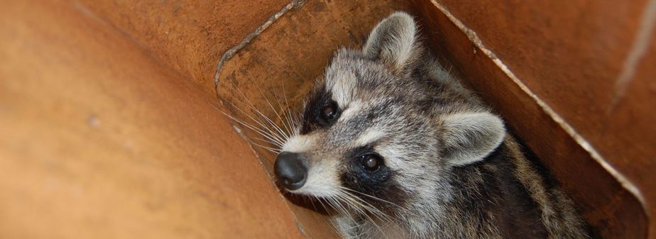 Raccoon being safely removed from chimney