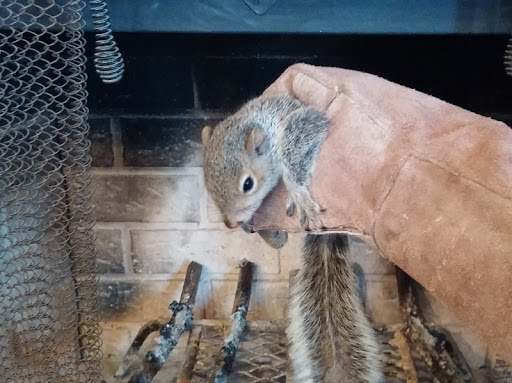 squirrel - animal in chimney
