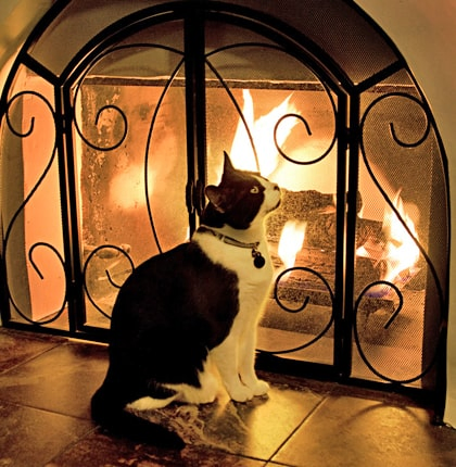 Cat by Fireplace