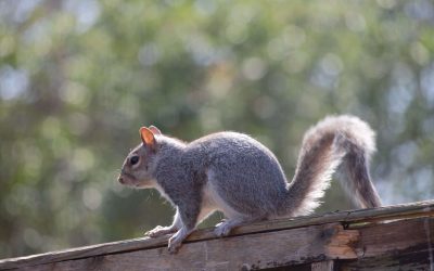 Got Squirrels in Your Chimney? Here’s What to Do