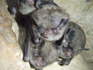 bats inside chimney