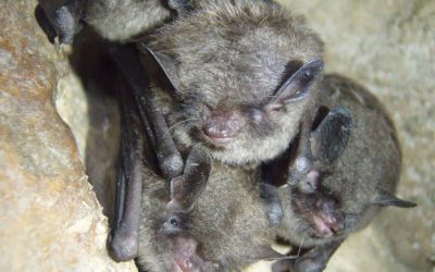 How do you tell if bats are in your chimney?